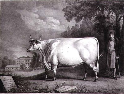 Le Baron, un shorthorn primé (La Vache Blanche de Nannau) gravé par Charles Joseph Hullamandel (1789-1850) 1824 - Daniel Clowes