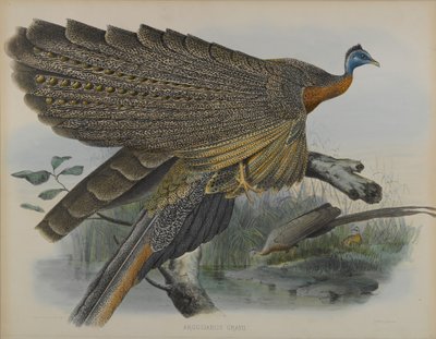 Argusianus Grayii - Daniel Giraud and Gould John Elliott