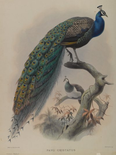 Pavo Cristafus - Paon commun (lithographie en couleur) - Daniel Giraud and Gould John Elliott