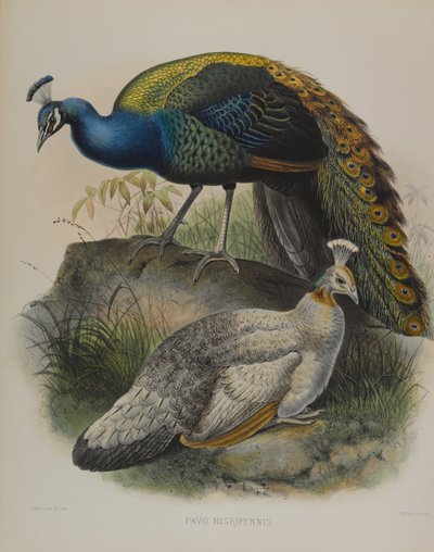 Pavo Nigripennis - Paon à épaules noires (lithographie en couleur) - Daniel Giraud and Gould John Elliott