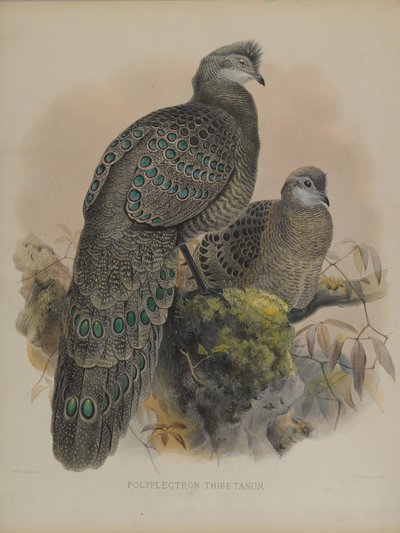 Polyplectron Tibetanum - Daniel Giraud and Gould John Elliott
