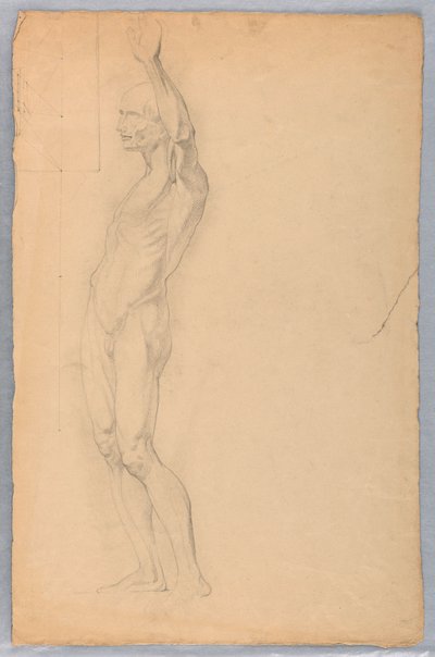 Dessin, étude anatomique d