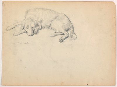 Dessin, Dash (un Setter), vers 1862 - Daniel Huntington