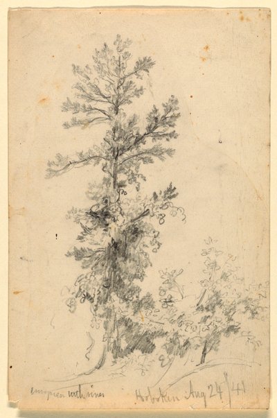 Arbre à feuilles persistantes avec des vignes, Hoboken - Daniel Huntington