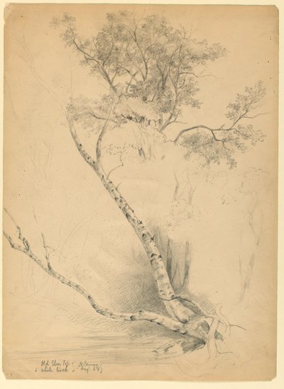 Vieux ormeau et bouleau blanc, North Conway, New Hampshire - Daniel Huntington