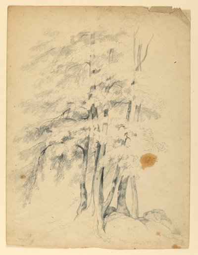 Étude de bouleaux noirs - Daniel Huntington