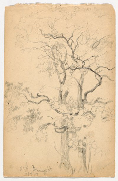 Étude de chênes à Dennings Point - Daniel Huntington