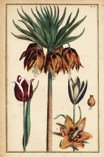 Lis impérial couronne, Fritillaria imperialis, et tulipes, Tulipa gesneriana - Daniel Rabel