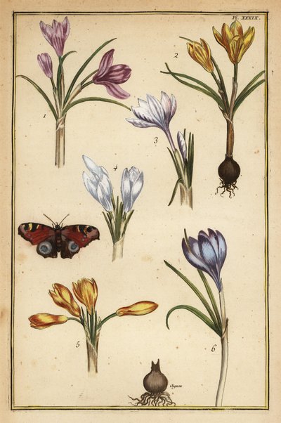 Crocus de printemps, Crocus vernus, et paon du jour, Aglais io - Daniel Rabel