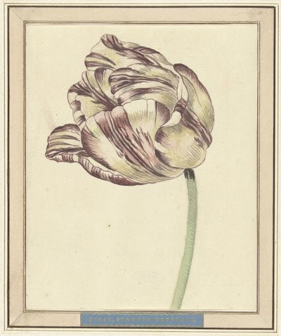 Tulipe, nommée Bisar, États Généraux - Daniël Marot (II)