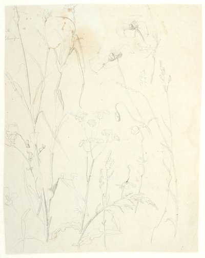 Études de plantes - Dankvart Dreyer