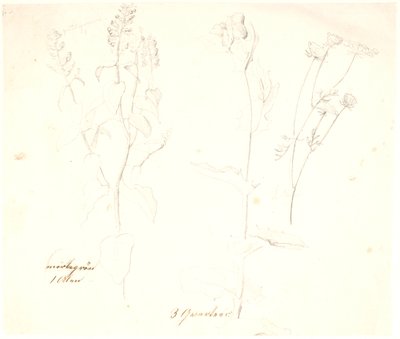 Études de plantes - Dankvart Dreyer