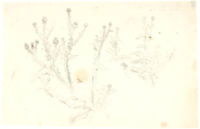 Études de chardons - Dankvart Dreyer