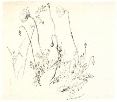 Coquelicots - Dankvart Dreyer