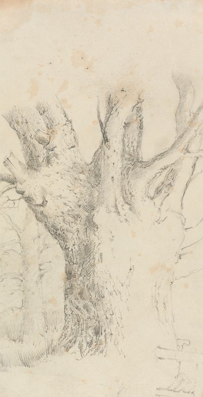 Arbre - David Charles Read