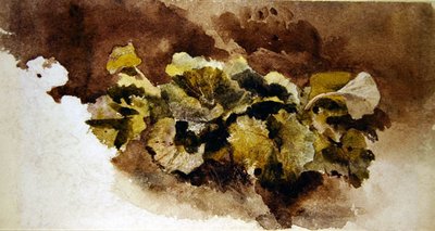 Feuilles de dock - David Cox