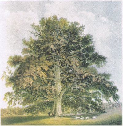 Saules têtards, Nature en Grande-Bretagne publiée par Collins, 1946 - David Cox