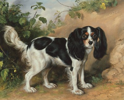 Épagneul King Charles - David Cunliffe