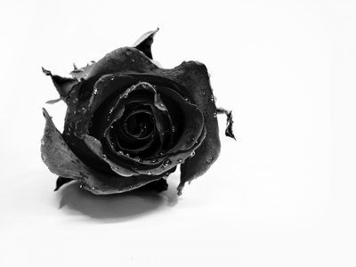Rose noire humide - David Drake