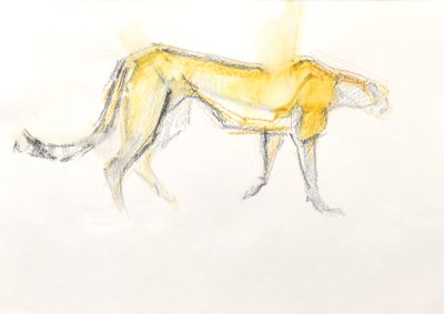 Guépard, 2020 - David Mayer