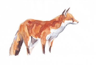 Renard, 2021 - David Mayer