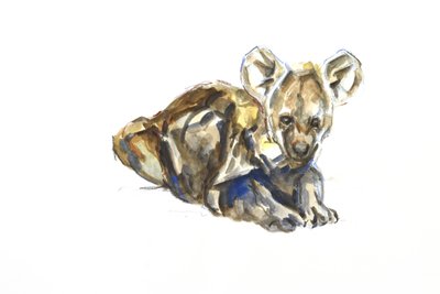 Bébé hyène - David Mayer