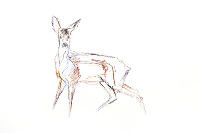 Jeune chevreuil - David Mayer