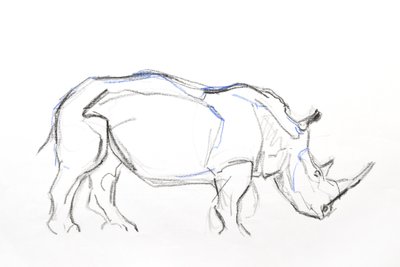 Rhinocéros blanc, 2021 - David Mayer