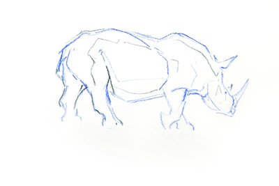 Rhinocéros blanc - David Mayer