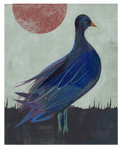 Pigeon Blues - David McConochie