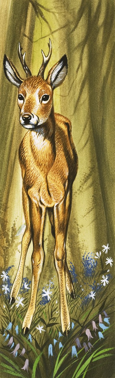 Le chevreuil - David Pratt
