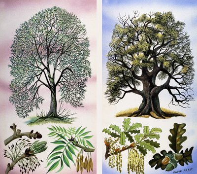 Des arbres visibles - David Pratt