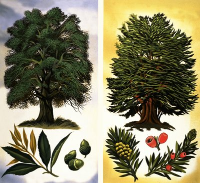Arbres visibles : Chêne vert et if - David Pratt