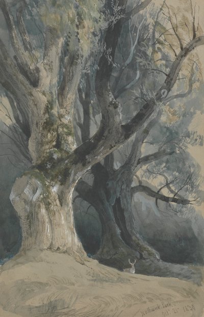 Arbres dans le parc de Northwick - David Roberts