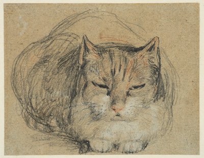 Chat, étude pour 