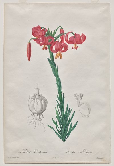 Lillium Pomponium (Lys Turban), planche 7 de Les Liliacées - De Gouy