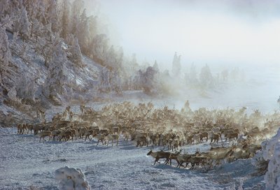 Rennes, élan, caribou ou troupeau d
