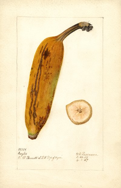 Banane ( Musa : Ingles) (aquarelle) - Deborah Griscom Passmore