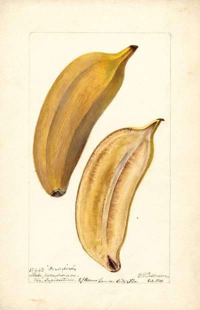 Bananes (Musa : Paradise) (toilettes) - Deborah Griscom Passmore