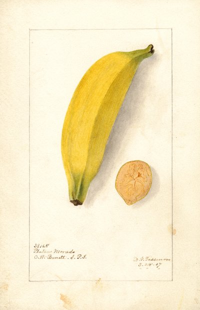 Bananes ( Musa : Purple Banana) (aquarelle) - Deborah Griscom Passmore