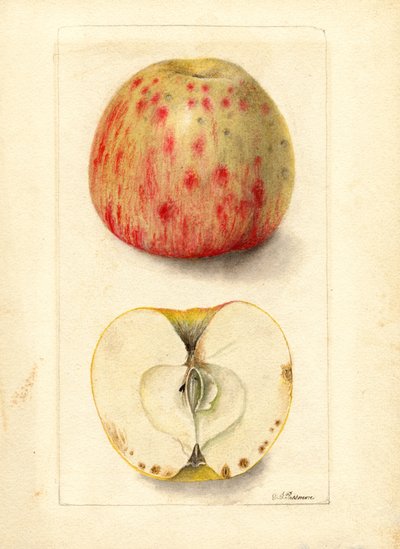 Pommes "Bitter Pit" (Malus domestica) (aquarelle) - Deborah Griscom Passmore
