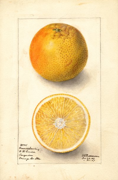 Oranges Conners Seedling ( Citrus sinensis) (aquarelle) - Deborah Griscom Passmore