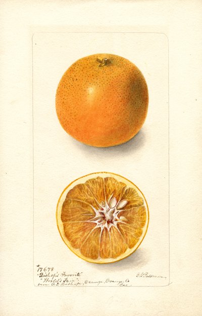 Oranges (Citrus sinensis : Bishops Favorite) (aquarelle) - Deborah Griscom Passmore