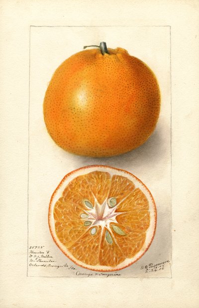 Oranges (Citrus sinensis : Thornton No. 5) (aquarelle) - Deborah Griscom Passmore
