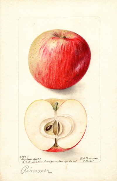 Pommes Rimmer (Malus domestica) (aquarelle) - Deborah Griscom Passmore
