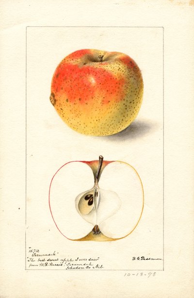 Pommes Tecumseh ( Malus domestica) (aquarelle) - Deborah Griscom Passmore