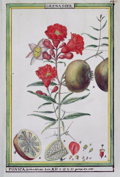 Grenadier, de Florindie ou Histoire physico-économique des végétaux de la Torride, 1789 - Delahaye