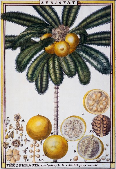 Aérostat (Theophrasta aculeata), aquarelle par Delahaye, de Florindie ou Histoire physico-économique des végétaux de la Torride - Delahaye Delahaye