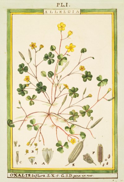 Oxalis biflora ou pes-caprae, aquarelle de Delahaye - Delahaye Delahaye