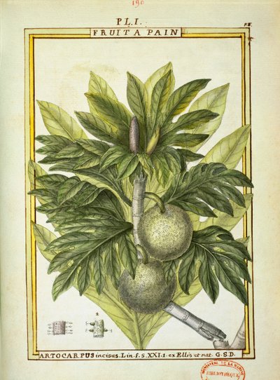 Arbre à pain (Artocarpus altilis), aquarelle de Delahaye - Delahaye Delahaye